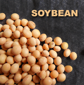 US Soybean Export