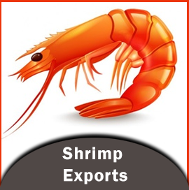 Vietnam Shrimp Export