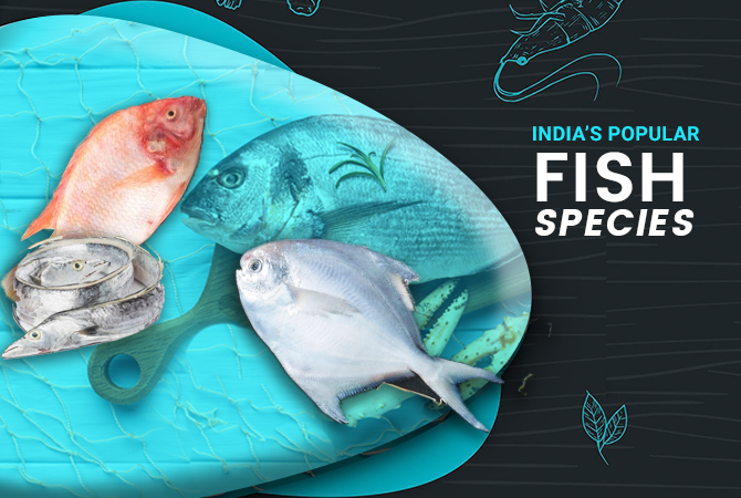 How to export Seafood and fish from India? - Eximpedia - Medium